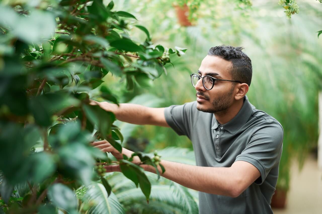 person searching for fruits in between leaves